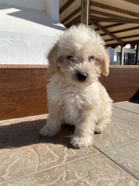 maltipoo puppies for sale san diego